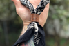 Bandana Bolo